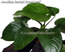 Anubias barteri broad leaf